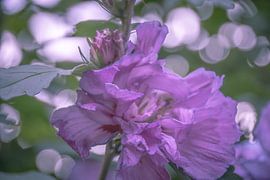 purple pink girl 