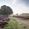 Paarse Hei in de Vroege Ochtend sur Wesley Flaman