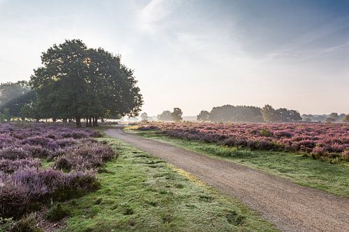Paarse Hei in de Vroege Ochtend