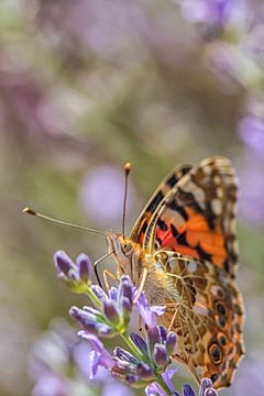 Butterfly in close-up