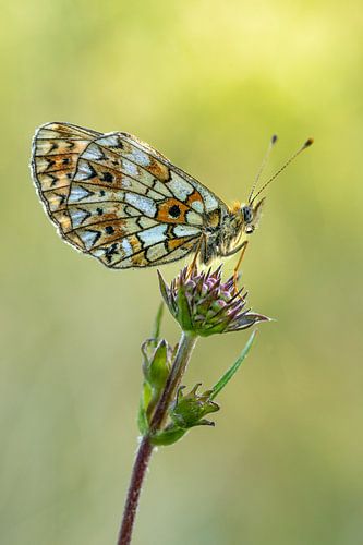 Le Petit Collier Argenté sur bouton bleu sur Erik Veltink fotografie