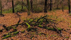 Waldspaziergang 3