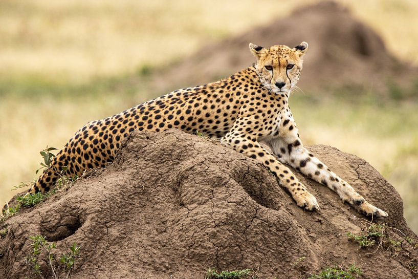 Guépard dans le Serengeti par Monique Bijl - van der Heijden