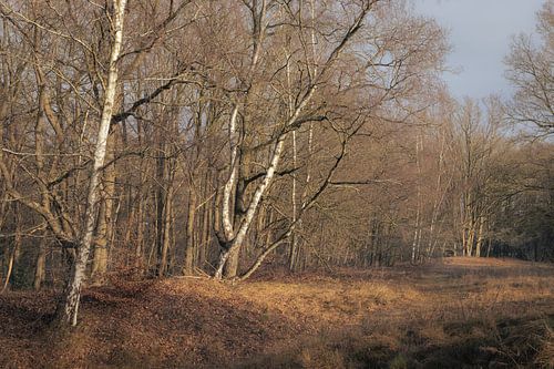 Warandeduinen, Gouden ochtendlandschap, België