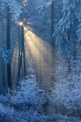 Le soleil brille à travers les arbres dans la forêt couverte de givre, Leende, Pays-Bas