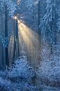 Zon schijnt door de bomen in het bos bedekt met rijp, Leende, Nederland van Nature in Stock thumbnail