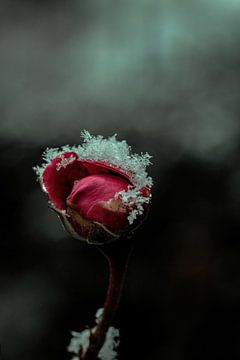 Eine Schneebedeckte Rose von Pixel4ormer