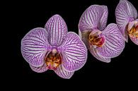 Prple flower Orchid " Three in a row" by Rob Smit thumbnail