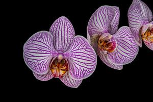 Paarse Bloem Orchidea "Drie op een rij"