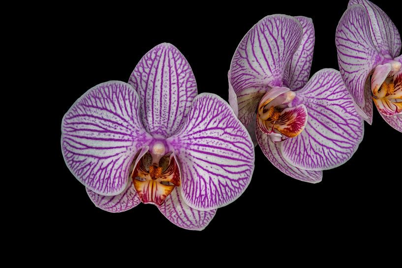 Prple flower Orchid " Three in a row" by Rob Smit