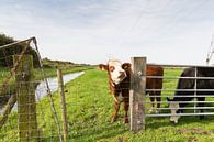Jonge koe kijkt nieuwgierig langs een paaltje van het hek langs de wei van Marijke van Eijkeren thumbnail