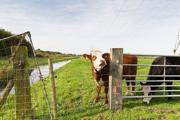 Jonge koe kijkt nieuwgierig langs een paaltje van het hek langs de wei van Marijke van Eijkeren