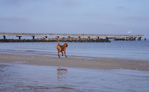 Waterspelletjes aan de Baltische Zee met een Magyar Vizsla.