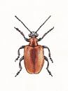 Roter Käfer von Ebelien Miniaturansicht