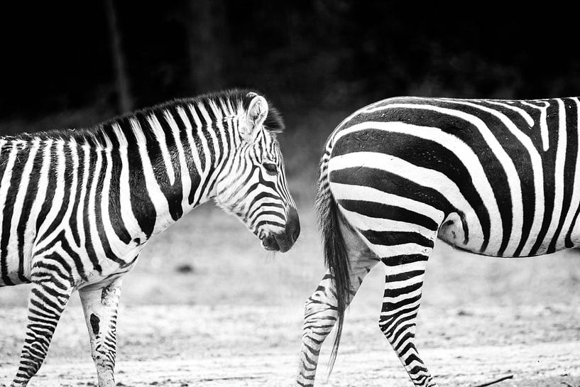 Follow the leader by Marcelis Meihuizen
