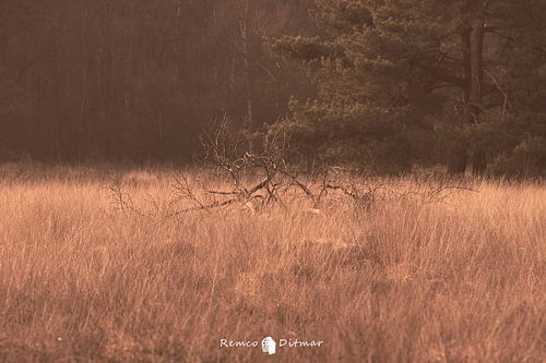 een kalm plaatje in de heide van Beckum