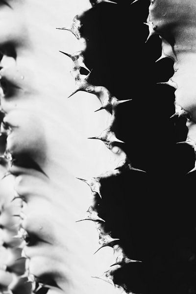 Black-and-white close-up of cactus plant with sharp needles by Studio LE-gals