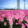 champ de tulipes roses et blanches dans le Flevoland avec des moulins à vent sur Jos van den Berg