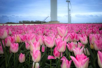 Rosa und weißes Tulpenfeld in Flevoland mit Windmühlen