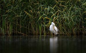 grote zilverreiger