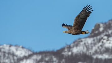 Svolvaer - Bald Eagle by Peter Le Fevre
