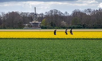 Bulb field with mill and workmen by Henk Alblas