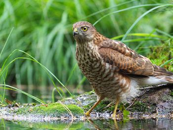 sperwer pop neemt een bad