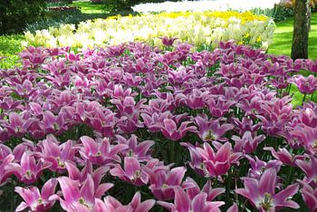 Keukenhof bloemen
