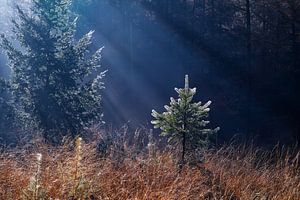 Blessed tree sur Olha Rohulya