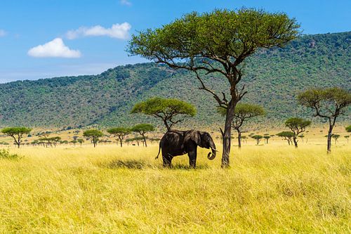 Ik pas precies in de schaduw!