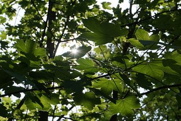 Zonlicht tussen de bladeren van Alise Zijlstra