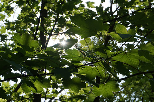 Zonlicht tussen de bladeren