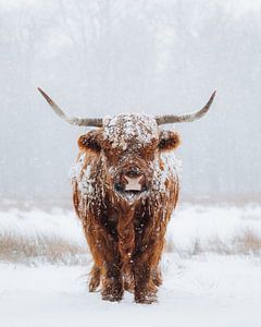 Schottischer Highlander im Schnee