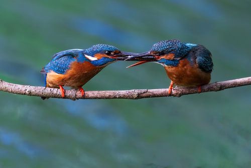 Fischtransfer zwischen zwei Eisvögeln