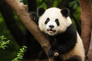 Panda géant sur Dennis Van Den Elzen