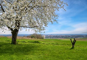 Witte bloeiende kersenboom - uitzicht op Neuburg aan de Donau