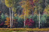 Drie berken in de herfst