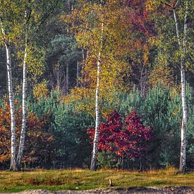 Three birches in autumn sur Ron van Ewijk