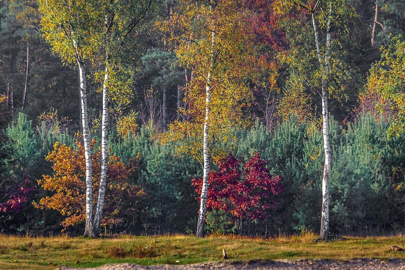 Drie berken in de herfst par Ron van Ewijk