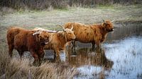 Scottish Highlanders
