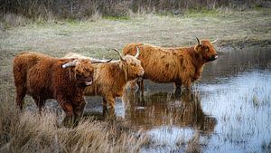 Schottische Highlander