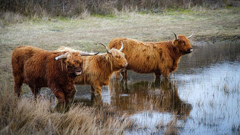 Scottish Highlanders by Dirk van Egmond