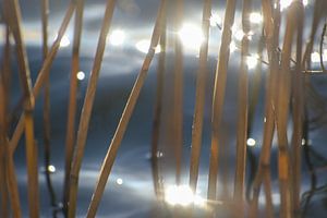 Gouden rietstengels in blauw zeewater bewegen in de wind, abstracte natuurachtergrond met bewegingso