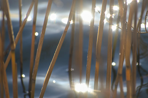 Goldene Schilfhalme im blauen Meerwasser bewegen sich im Wind, abstrakter Naturhintergrund mit Beweg