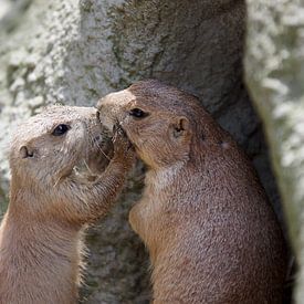 Twee kussende grondeekhoorns van cuhle-fotos