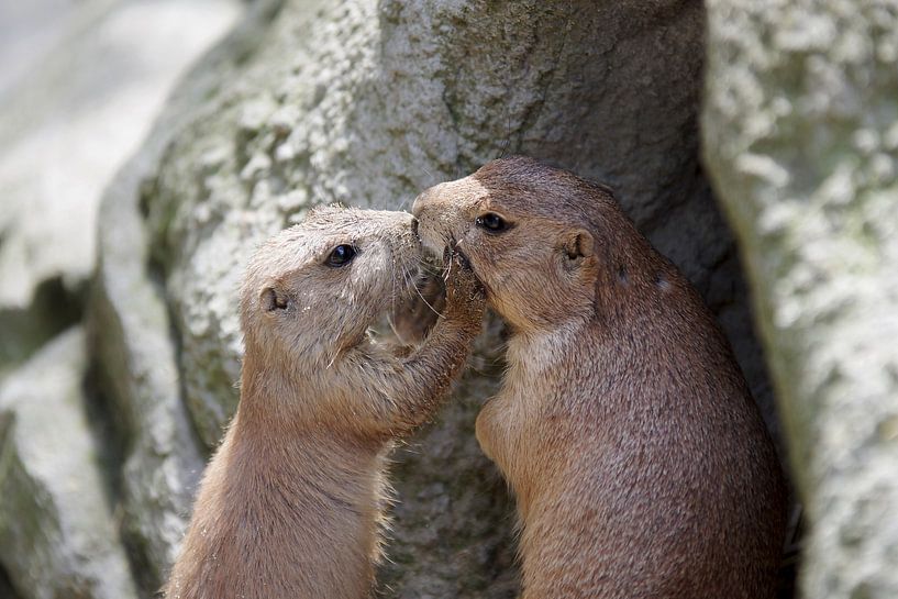 Two kissing gophers by cuhle-fotos