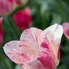 Roze tulp met groene achtergrond van Michèle Huge