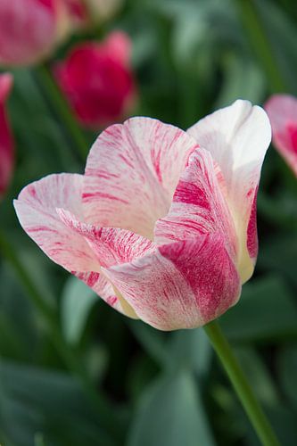 Roze tulp met groene achtergrond