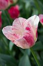 Roze tulp met groene achtergrond van Michèle Huge thumbnail