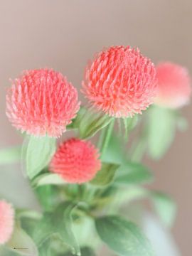 Hellrosa Blumen von Henry Foto